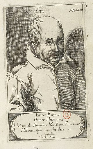 <span class="mw-page-title-main">Jean Robin (botanist)</span> French botanist and pharmacist (1550–1629)