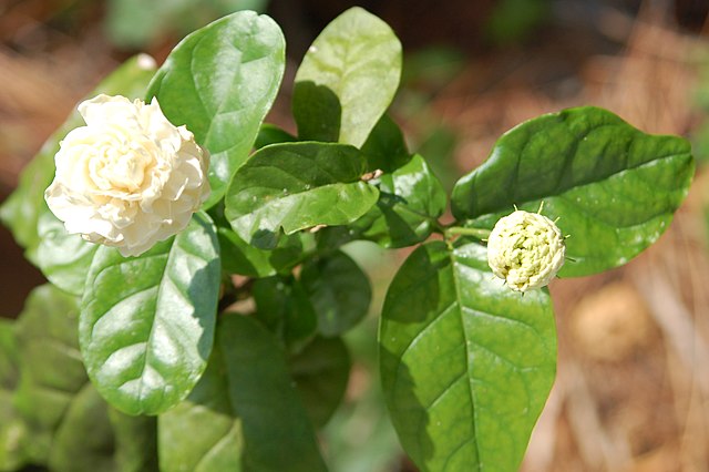 Jasmine - Wikipedia