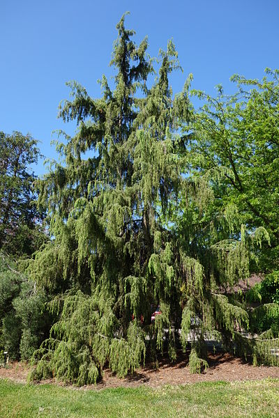 ファイル:Juniperus rigida - Stanley M. Rowe Arboretum - DSC03346.JPG