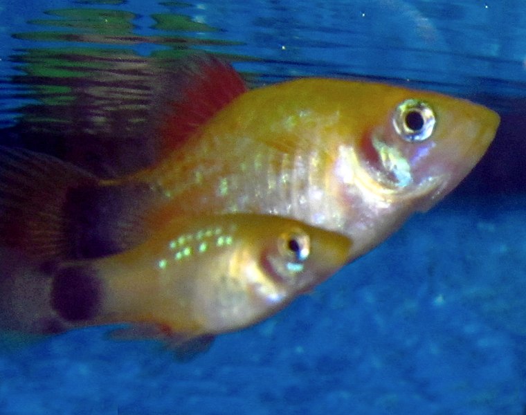 File:Juvenile Platy with Mother.jpg