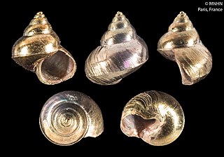 <i>Kaiparathina</i> Genus of gastropods