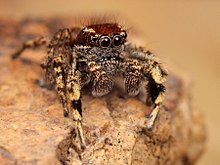 Kaldari Habronattus peckhami نر 05 cropped.jpg