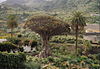 Kanarischer Drachenbaum in Icod de los Vinos.jpg