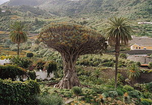 Canarian Dragon Tree (Dracaena draco) in Icod de los Vinos, Tenerife