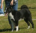 Karelian Bear Dog, black & white