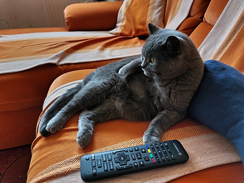 File:Katze neben TV 20201113.jpg