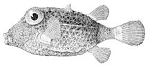 Kentrocapros aculeatus.jpg