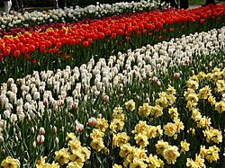 Flowers in Keukenhof