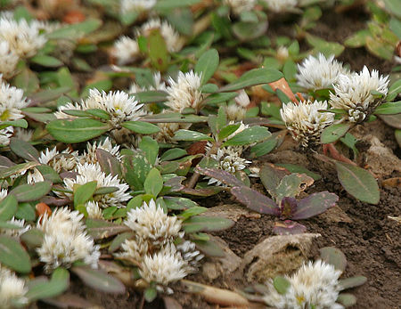 Khaki weed (Alternanthera pungens) in Hyderabad, AP W IMG 8030.jpg