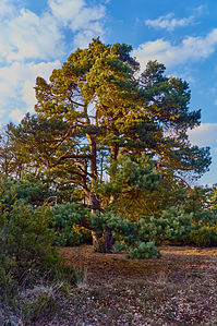 Pine in the Hörstelo juniper heath, Ahaus (09787) .jpg