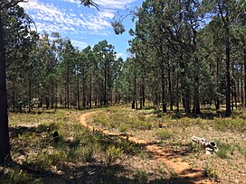 Kindra State Forest in Coolamon 23.jpg