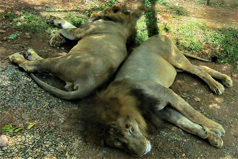 File:LIONS.jpg