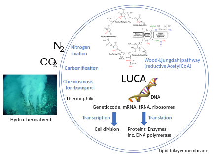LUCA systems and environment, including the Wood-Ljungdahl or reductive acetyl-CoA pathway to fix carbon, and most likely DNA complete with the genetic code and enzymes to replicate it, transcribe it to RNA, and translate it to proteins. LUCA systems and environment.svg
