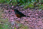 Turdus swalesi üçün miniatür