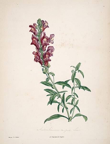 File:La botanique de J.J. Rousseau (Plate 24) BHL6164720.jpg