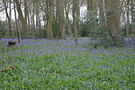 Lambridge Wood