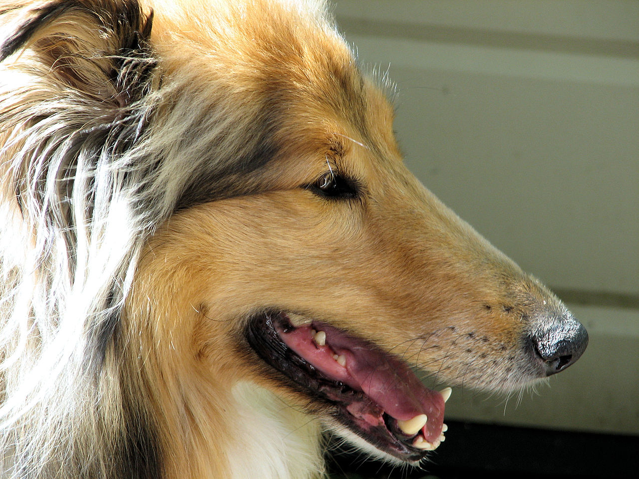 Rough Collie - Wikipedia