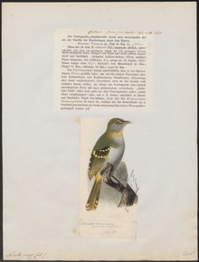 Laniarius vireo - 1700-1880 - Prent - Iconographia Zoologica - Bijzondere Collecties Universiteit van Amsterdam - UBA01 IZ16600469.tif