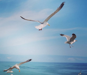 Laridae on Lake Baikal.png