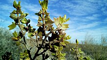 Larrea cuneifoliaPC.jpg