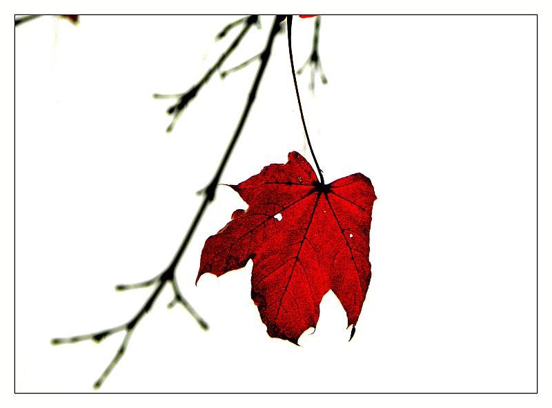File:Last leaf - Flickr - Stiller Beobachter.jpg