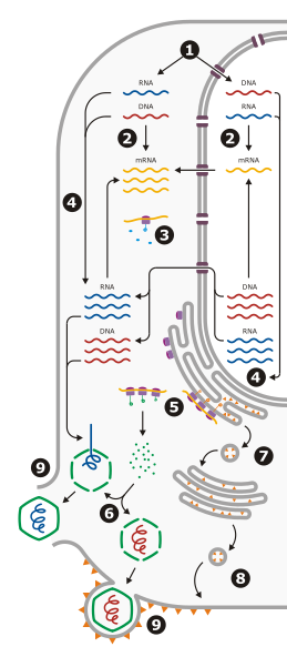 File:Late events (viral infection).svg