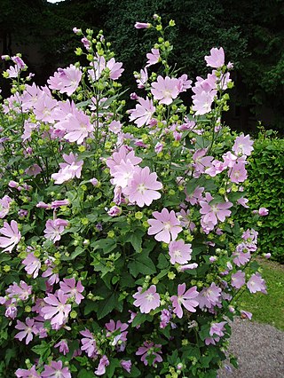 <i>Malva thuringiaca</i> Species of flowering plant