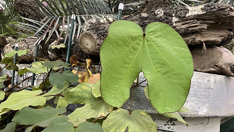 File:Leaf of Bauhinia vahlii.jpg