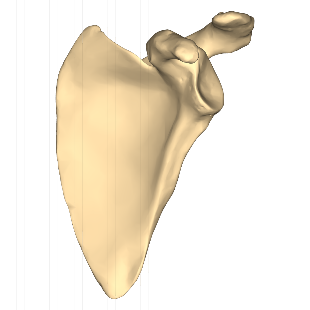 right scapula anterior view