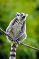 Lemur (27008459920).jpg