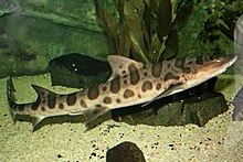 Requin léopard (Triakis semifasciata) (3148921423) .jpg