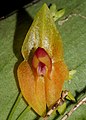 Lepanthes menatoi