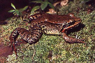 <i>Leptodactylus riveroi</i> Species of frog