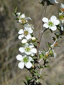 Leptospermum continentale цветя.jpg