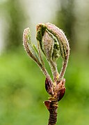 Sorbus