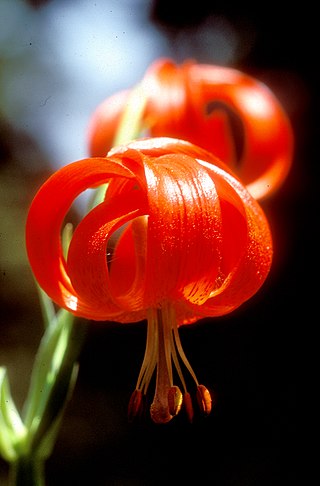<i>Lilium chalcedonicum</i> Species of lily