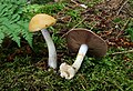 * Nomination Cortinarius delibutus --Holleday 08:38, 14 August 2011 (UTC) * Promotion QI for me--Lmbuga 01:31, 15 August 2011 (UTC)