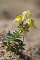 Linaria thymifolia plant Tarnos, France