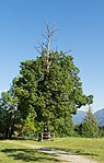 Linden trees at the Gnadenwalderhof