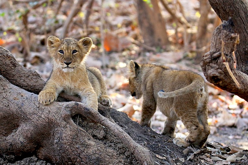 File:Lion Cubs of Asiatic Lion.jpg