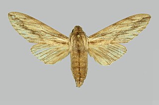 <i>Litosphingia corticea</i> Species of moth