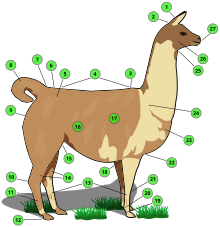 Anatomie superficielle
1 Liste- 2 Oreille - 3 garrot- 4 Dos - 5 Hanche - 6 Croupe - 7 Départ de la queue - 8 queue - 9 fesses - 10 jarret 11  Canon arrière 12 Sabot - 13 Grasset - 14 Glandes arrière du métatarse - 15 Articulation de la jambe- 16 Flanc- 17 Côtes - 18 Coude - 19 Paturon - 20 Cheville - 21 Genou - 22 Poitrine - 23 Articulation de l'épaule - 24 Épaule - 25 Cou - 26 Joue - 27 Museau