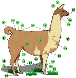 Names of llama body parts: 1 ears - 2 poll - 3 withers - 4 back - 5 hip - 6 croup - 7 base of tail - 8 tail - 9 buttock - 10 hock - 11 metatarsal gland - 12 heel - 13 cannon bone - 14 gaskin - 15 stifle joint - 16 flank - 17 barrel - 18 elbow - 19 pastern - 20 fetlock - 21 Knee - 22 Chest - 23 point of shoulder - 24 shoulder - 25 throat - 26 cheek or jowl - 27 muzzle Llama with numbers.svg