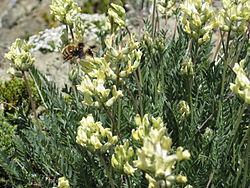 Locoweed Flower and Bee at Marmot Pass.jpg