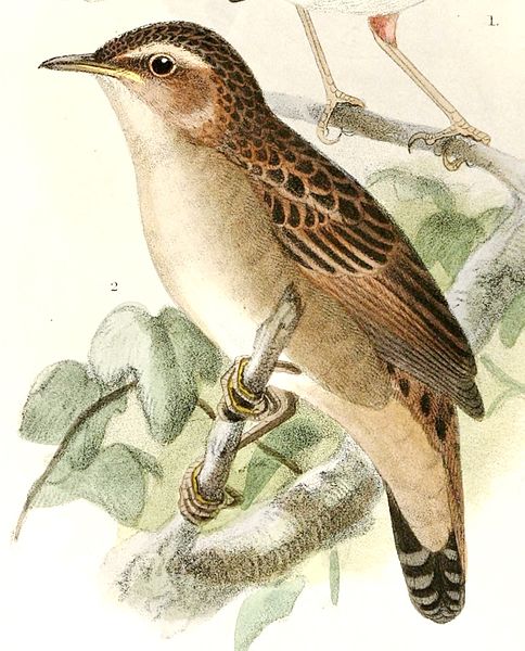 File:Locustella certhiola 1876.jpg