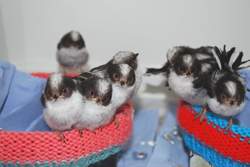 File:Long Tailed Tits.jpg