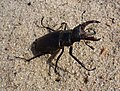 * Nomination: Lucanus cervus male. Ukraine --George Chernilevsky 13:37, 3 July 2009 (UTC) * * Review needed