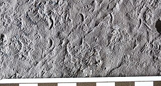 <i>Lunulipes</i> Trace fossil