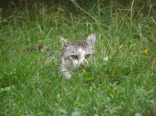 Lurking cat