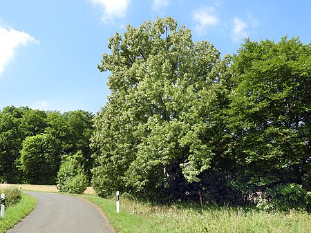 Lutherlinde bei Hermannrode (1)